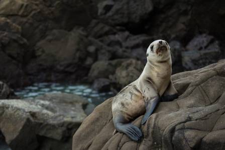 Seals and Sea Lions: Marine Mammals with Flippered Feet