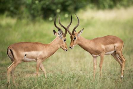 The Graceful Jumper of the African Savanna