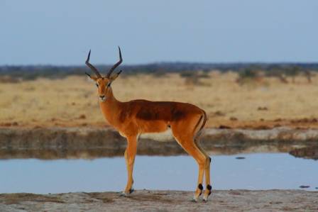 Fascinating Insights into the World of Antelopes