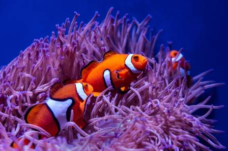 The Secret Life of Clownfish and Their Incredible Underwater Alliances