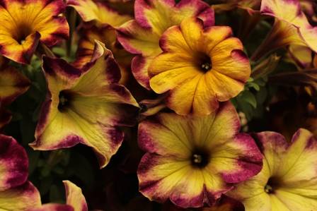 15 Beautiful Trailing Flowers Perfect For Hanging Baskets And Containers