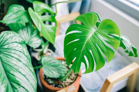 Monstera Deliciosa Care and Propagation Made Easy