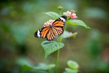 The monarch butterfly: Nature's delicate voyager
