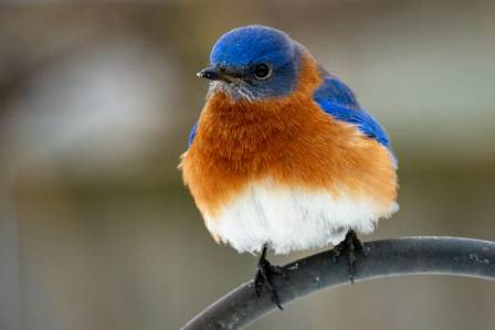 Superstar Red-Flanked Bluetail