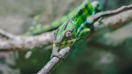 5 Fascinating Chameleon Species That Will Captivate You