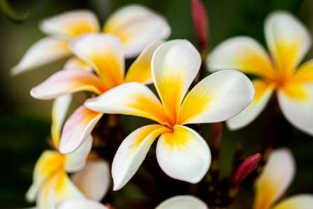 Plumeria: A Tropical Flower with Hawaiian Charm