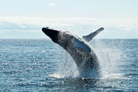 Sea Wonder: Humpback Whale