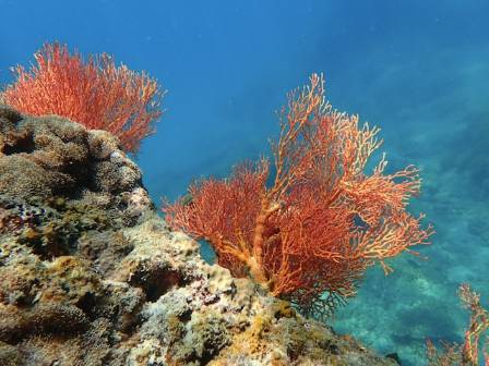 The deep sea coral reefs