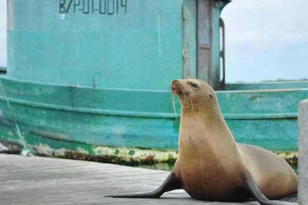 Facts About Sea Lions