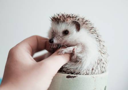 Top 10 Fascinating Facts About Hedgehogs