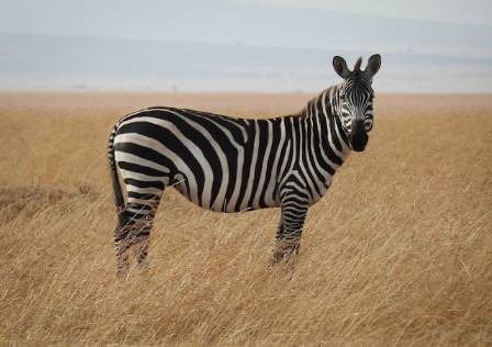 Uncover 8 Surprising Facts About Zebras