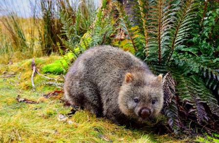 Ten Incredible Facts About the Wombat