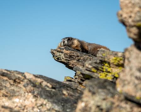 The Most Resilient High-Altitude Dweller