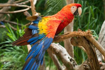 Scarlet Macaws- Rainbows of the Rainforest
