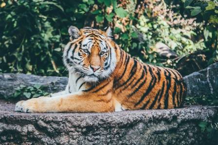 Tiger: The Powerful Predator of the Wild