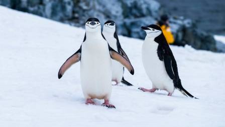 A Changing World for Emperor Penguins