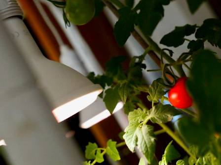 Beginner's Guide to Choosing and Using Grow Lights