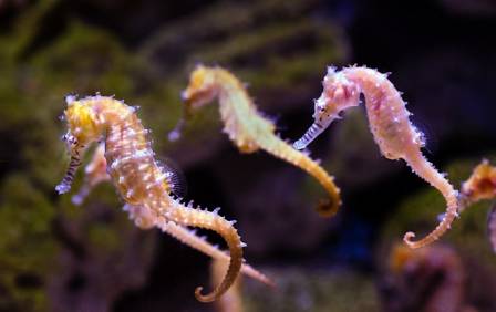 Diving into the whimsical world of Seahorses