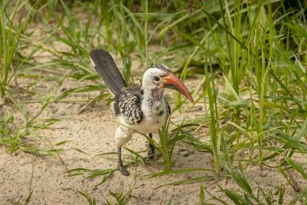 African red-billed hornbill