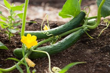 The Amazing and Versatile Cucumber